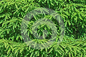 Spruce tree background