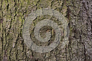 Spruce tree bark background texture