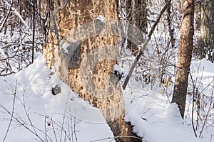 Spruce tree barkless trunk