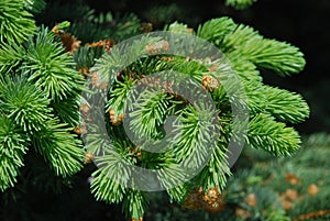 Spruce Tree Boughs