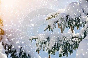 Spruce tree branch with green needles and cones covered with deep snow and hoarfrost and large snowflakes on blurred blue copy