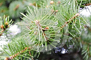 Spruce tree branch and waterdrops