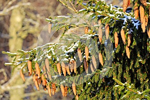 Spruce Tree Branches Carrying Lots of Cones