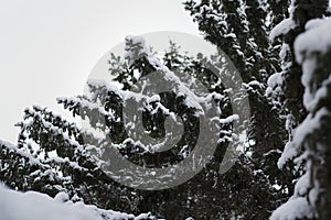 Spruce tree branches covered in snow