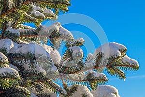 Spruce Tree Branches Covered with Snow
