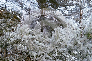 Spruce tree branches covered with snow