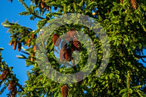 Spruce tree branches with large brown cones