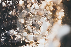 Spruce tree branches with snow on top with the evening sun shining through in winter producing sunflairs and bokeh