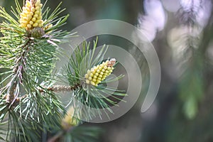 Spruce tree branches in summer park. Pine pollen used in herbal medicine