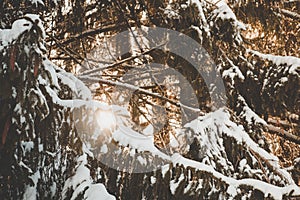 Spruce tree branches with white snow on top with the evening sun shining through in winter