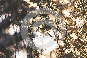 Spruce tree branches with white snow on top with the evening sun shining through in winter with bokeh