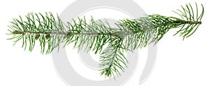 Spruce tree branches. Winter holiday design. Forest details. Beauty in nature. Christmas symbol. banner