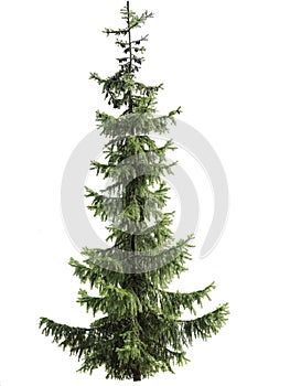 Spruce tree, Christmas tree isolated on a white background