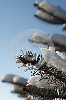 The spruce tree is close in winter. Snow on a branch.