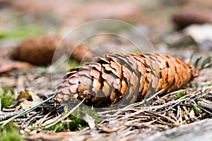 The spruce tree cone on a forest road. Forest bedding shown close up.
