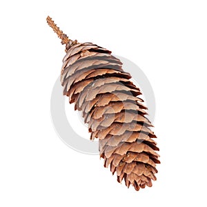 Spruce tree cone or Picea abies