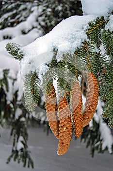 Spruce Tree Cones