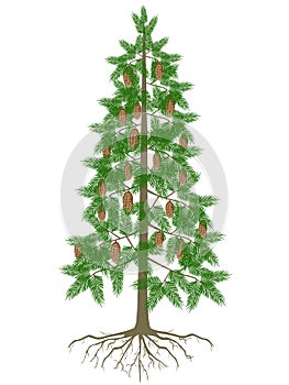 Spruce tree with cones and roots on a white background.