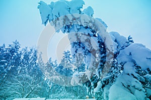 Spruce tree covered with heavy snow on snowy forest background