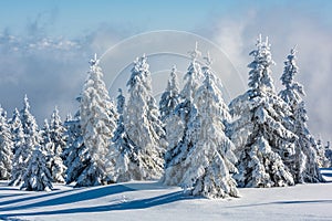 Spruce Tree Covered by Snow in Winter.