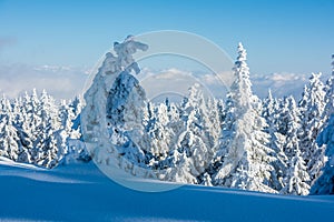 Spruce Tree Covered by Snow in Winter.