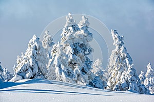 Spruce Tree Covered by Snow in Winter.