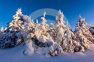 Spruce Tree Covered by Snow in Winter.