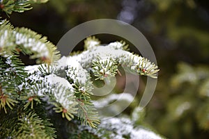 Spruce tree cowered with snow.