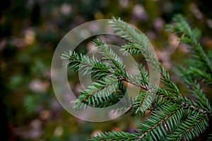 Spruce tree in the dark forest