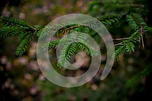 Spruce tree in the dark forest