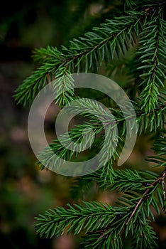 Spruce tree in the dark forest