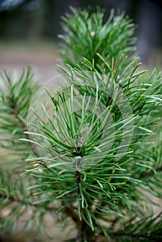 Spruce tree in the dark forest