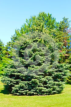 Spruce Tree