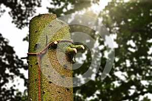 A spruce tree is felled. Cutting down of tree, logging.