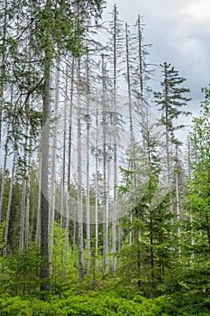 Spruce tree forest attacked by bark beetles of the genus Ips in southern Germany.