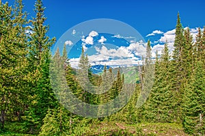 Spruce Tree Forest Background