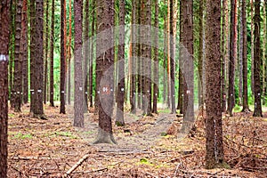 Spruce tree forest, brown needles on the ground . Numbers on coniferous spruce trees, blueberry bush, forestry concept. Tree