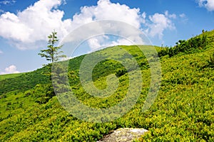 spruce tree on the grassy hillside