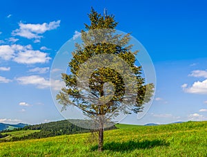 Spruce tree on the hills