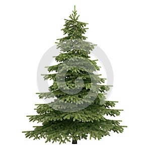 Spruce Tree Isolated photo