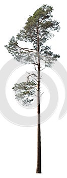 Spruce tree isolated on white background