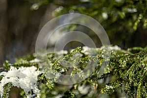 spruce tree leaves and pins in sunny winter covered with some snow and ice on blur background