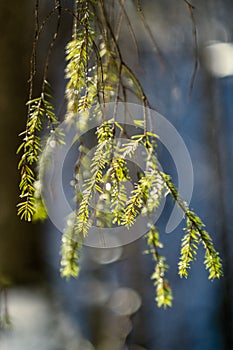 spruce tree leaves and pins in sunny winter covered with some snow and ice on blur background