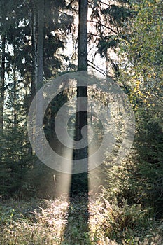 Spruce tree in morning backlight