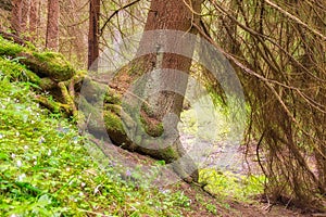 Spruce tree with moss covered roots in Hybicka tiesnava gorge during spring