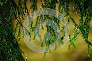 Spruce tree needles with rain drops