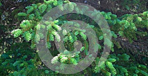 Spruce Tree - New Growth Time photo
