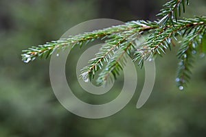 Spruce tree after the rain. A bright evergreen pine tree green needles branches with rain drops. Fir-tree with dew, conifer,