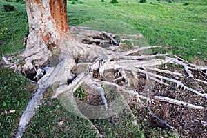 Abete rosso un albero la radice 