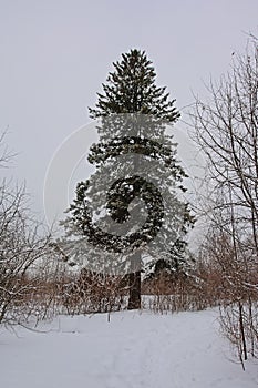 Spruce tree in the snow in Gatineau national park - picea
